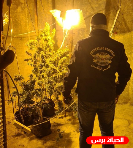 الأمن الفلسطيني يضبط مشتلاً للمخدرات في ضواحي القدس